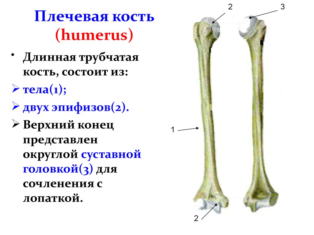 Трубчатые кости лучевая