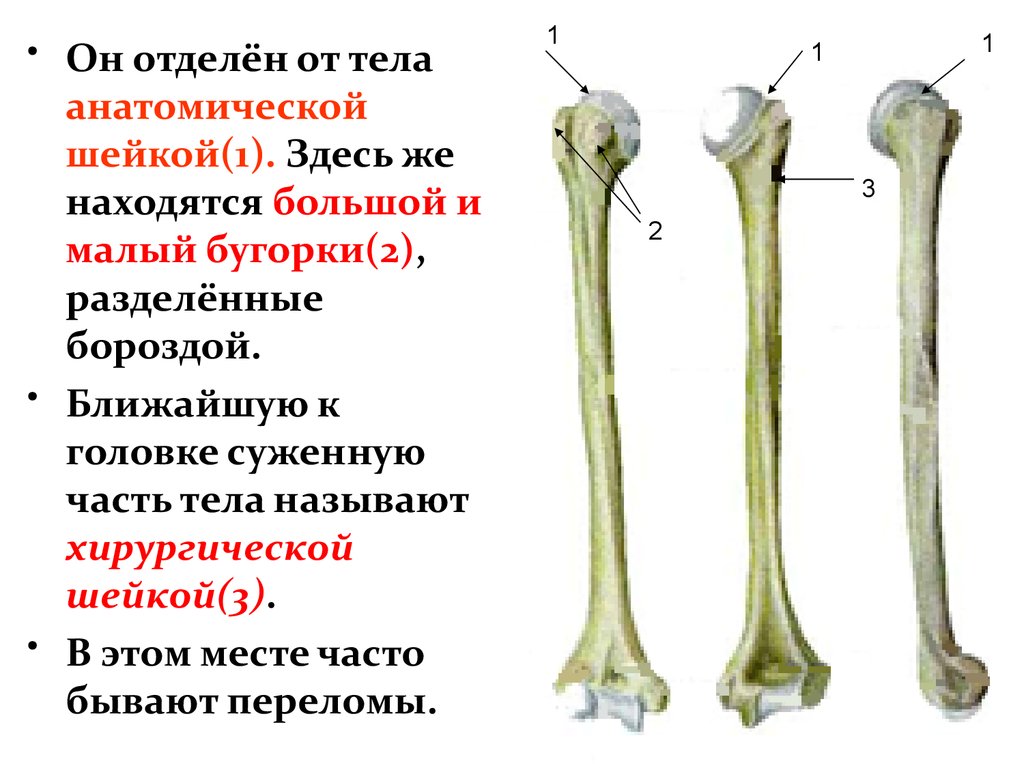Хирургическая кость. Хирургическая и анатомическая шейка. Анатомическая и хирургическая шейка плеча. Хирургическая и анатомическая шейка плечевой кости. Хирургическая шейка анатомия.