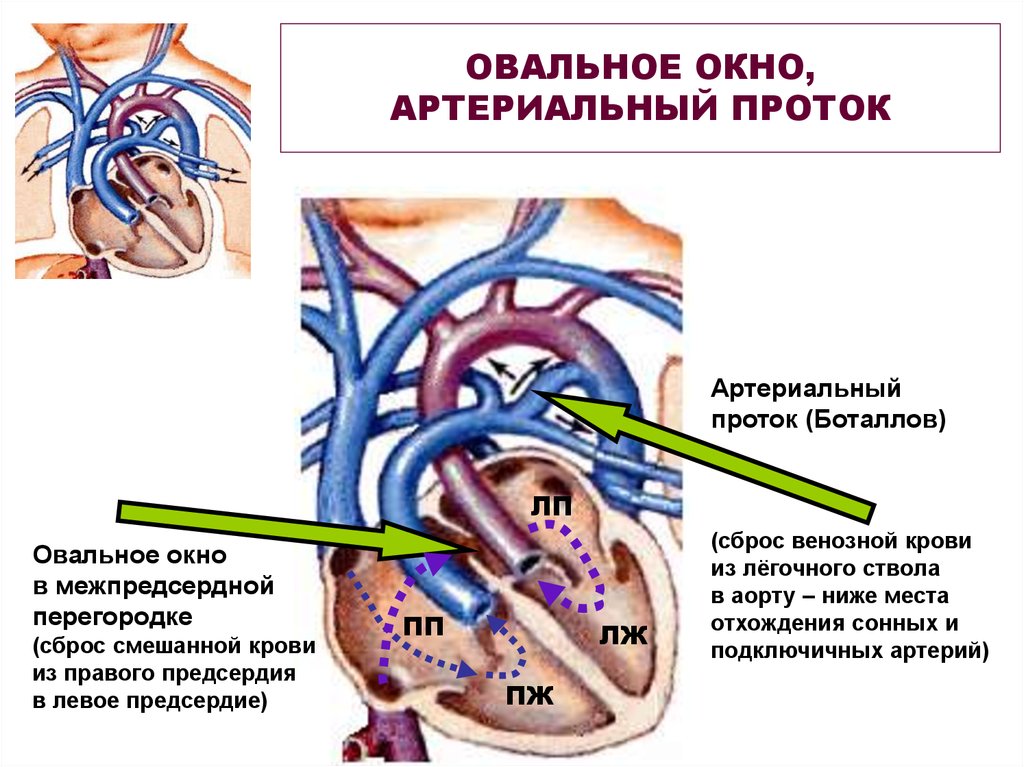 Функционирующее овальное