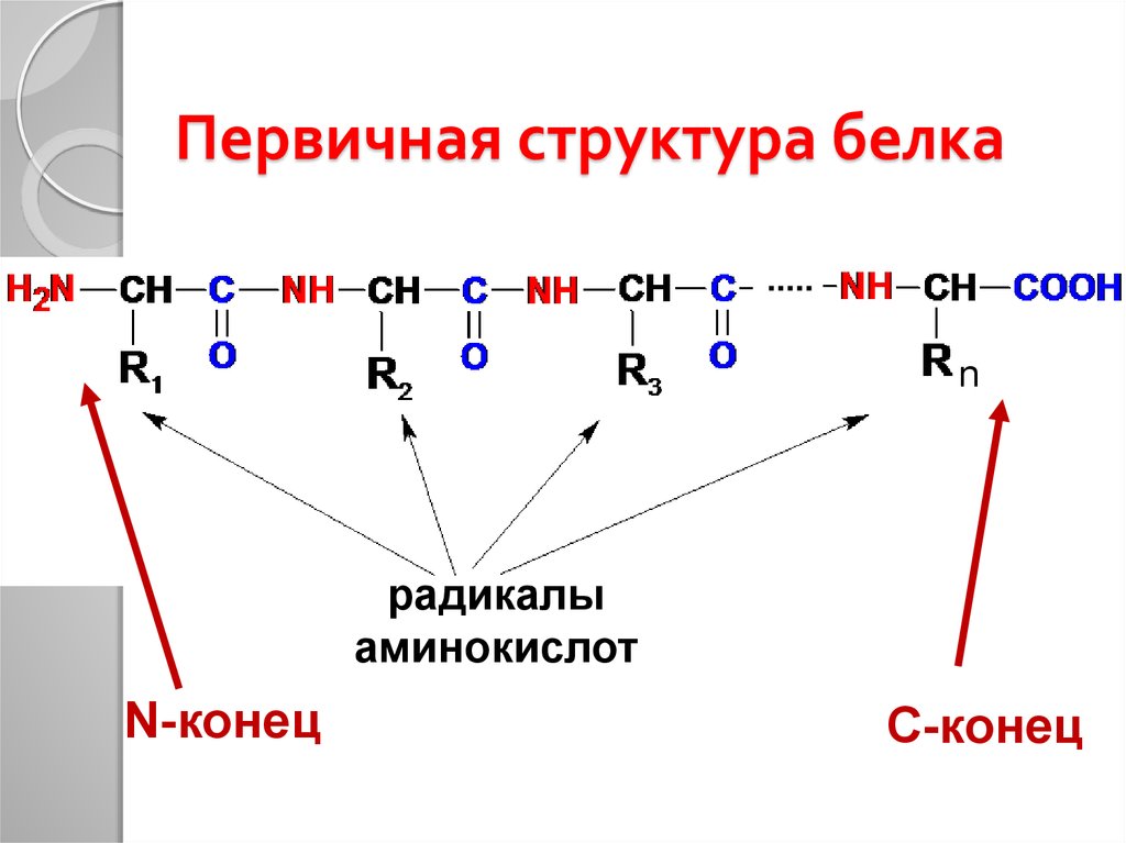 Аминокислотные цепи. Первичная структура белка. Первиная структура елка. Строение белков первичная структура. Первичная структура белка формула.