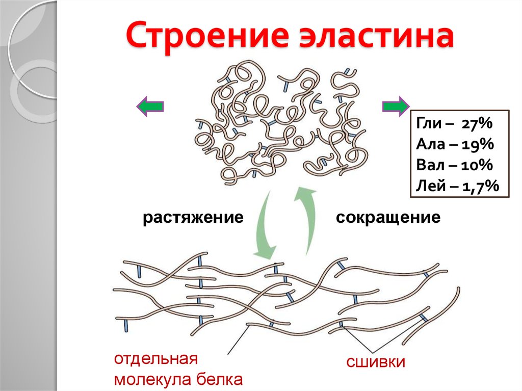 Биохимическое строение. Строение эластина биохимия. Функции эластина биохимия. Эластин структура белка. Структура эластина биохимия.