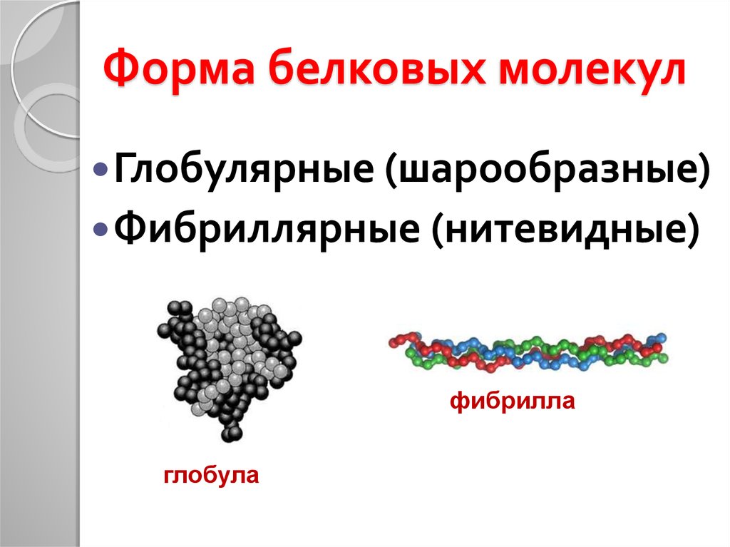 Форма белковых молекул