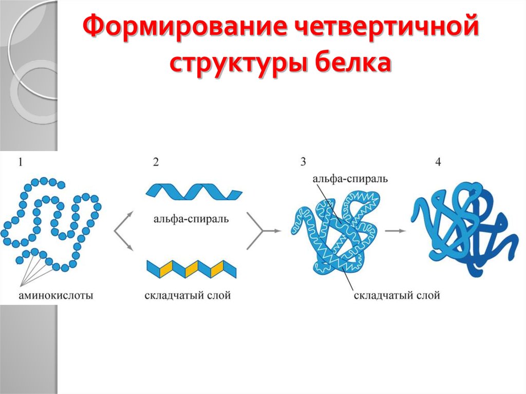 Четвертичная структура белка