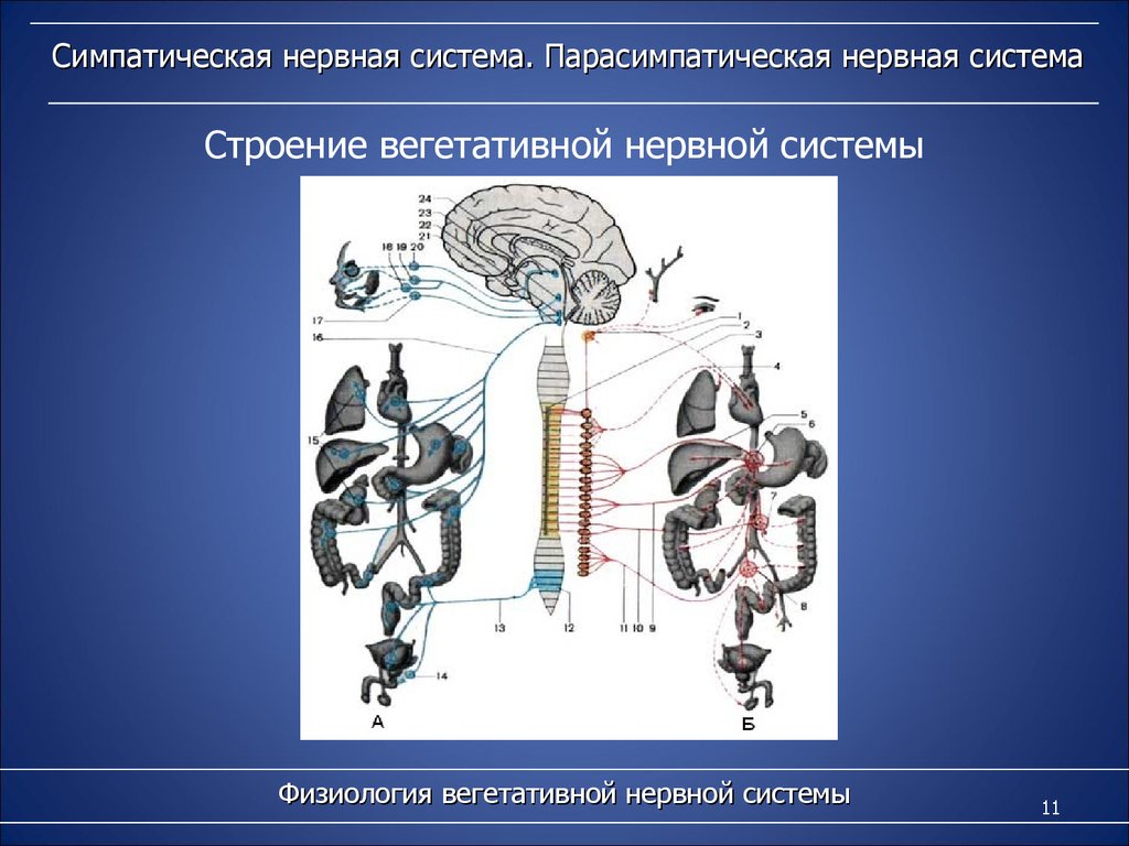 Внс физиология презентация