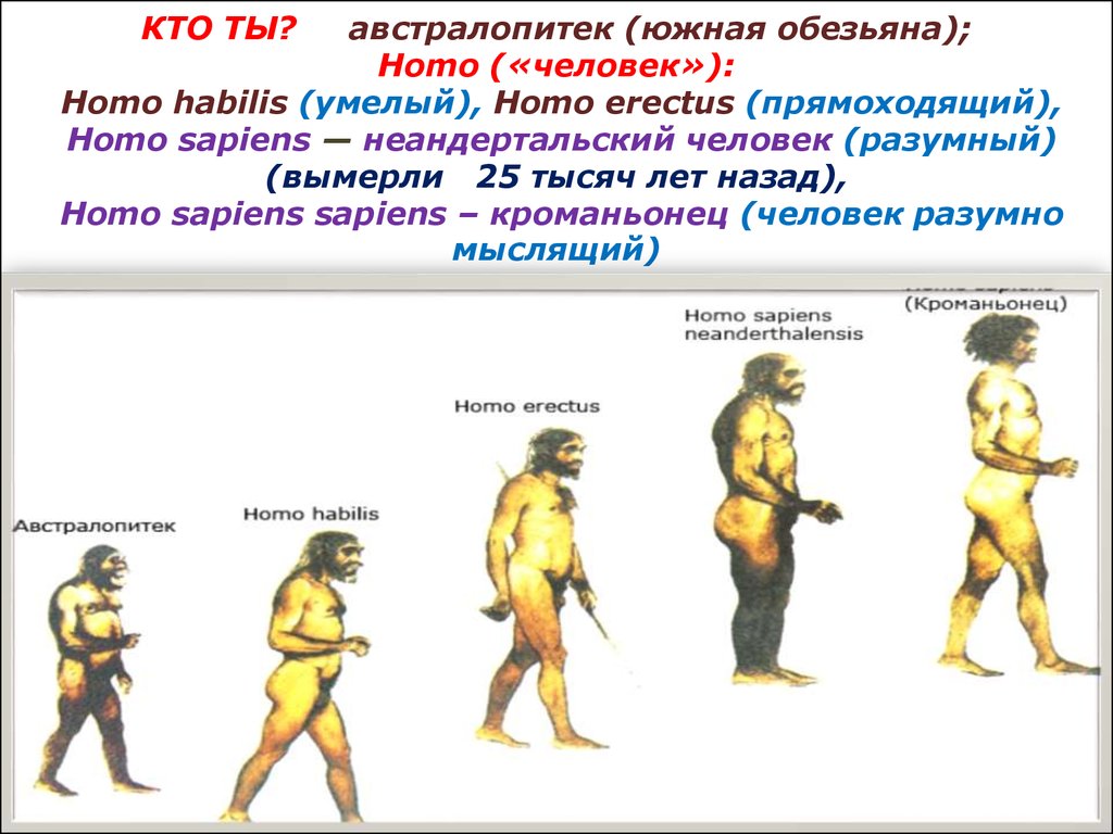 Древние люди в хронологической последовательности. Человек умелый человек прямоходящий неандерталец. Эволюция человека хомосапиенс. Эволюция человека человек прямоходящий. Человек разумный, прямоходящий, австралопитек.