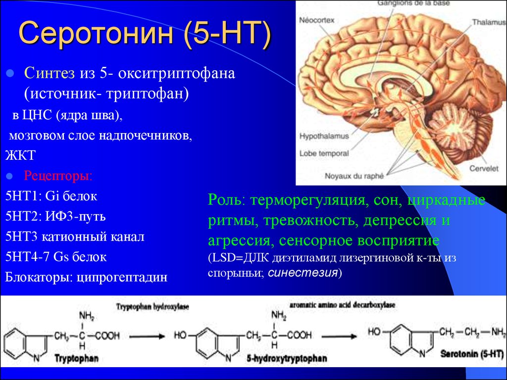 Функции головного мозга в нервной системе. Серотонин. Где синтезируются серотони. Выработка серотонина мозг. Серотонин синтезируется в.