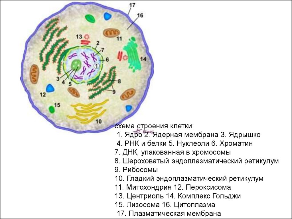 Составляющие живой клетки. Схема клетка Живая система. Схема на тему клетка Живая система. Структура животной клетки хроматин. Хроматин растительной и животной клетки.