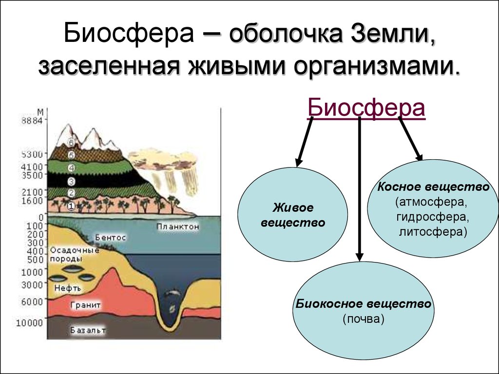 Презентация 6 класс биосфера земная оболочка