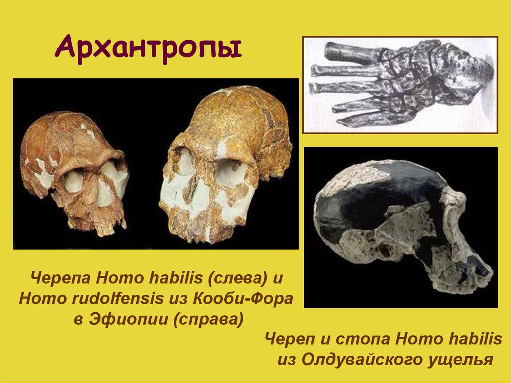 К какой ископаемой форме архантропа относится представитель с рисунка