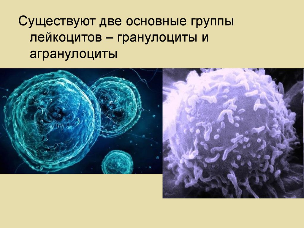 Существуют 2. Две группы лейкоцитов. Группы лейкоцитов. 2 Группы лейкоцитов. 2 Основные группы лейкоцитов.