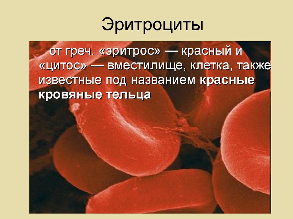 Известен под названием. Известные кровяные тельца. Красные кровяные тельца называются. Красные кровяные тельца строение. Назови известные тебе кровяные тельца.