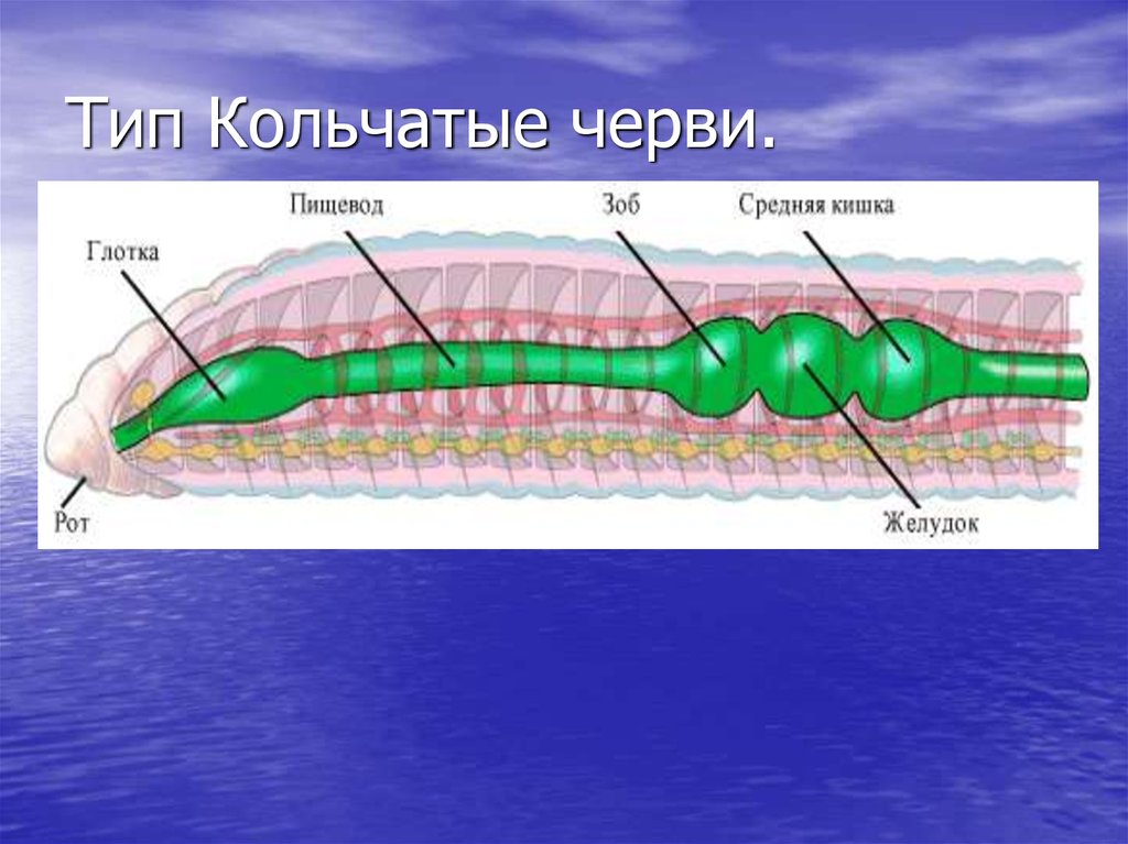 Тип системы кольчатых червей. Строение пищеварительной системы кольчатых червей. Тип пищеварительной системы у кольчатых червей. Пищеварительная система дождевого червя. Пищеварительная система кольчатых червей 7.