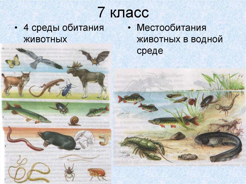 Примеры обитателей среды 5 класс. Среда обитания. Средыобиания животных. Животные разных сред обитания. Среды жизни животных.