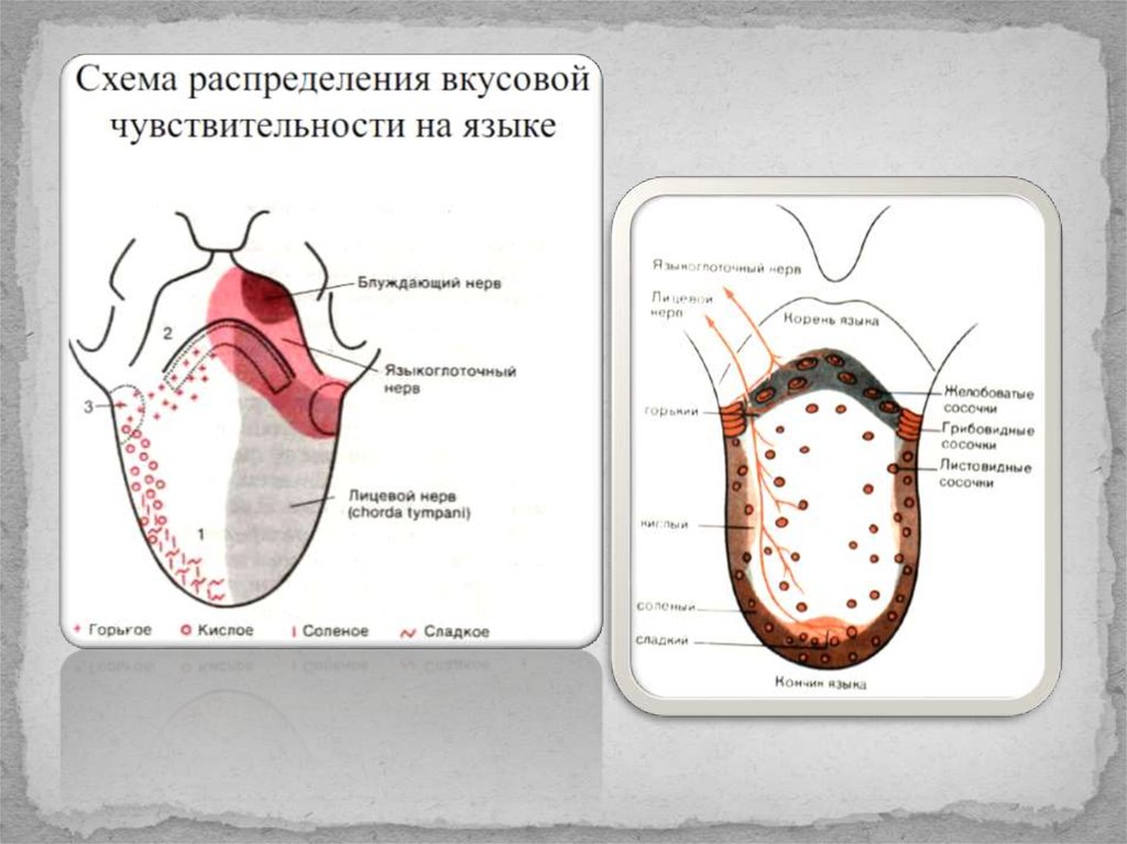 Схему полей вкусовой чувствительности языка