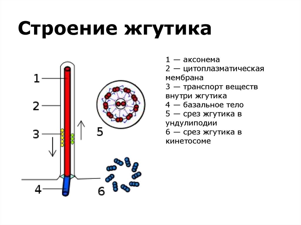 Строение жгутика эукариот