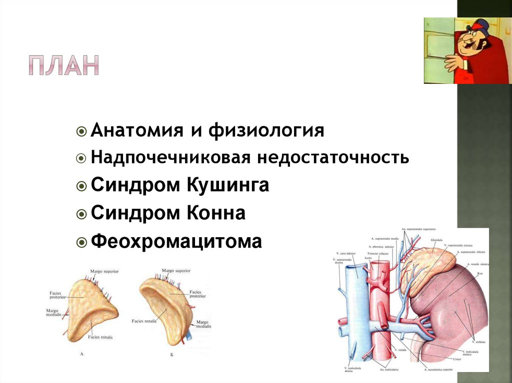 Корнилова надпочечники схема