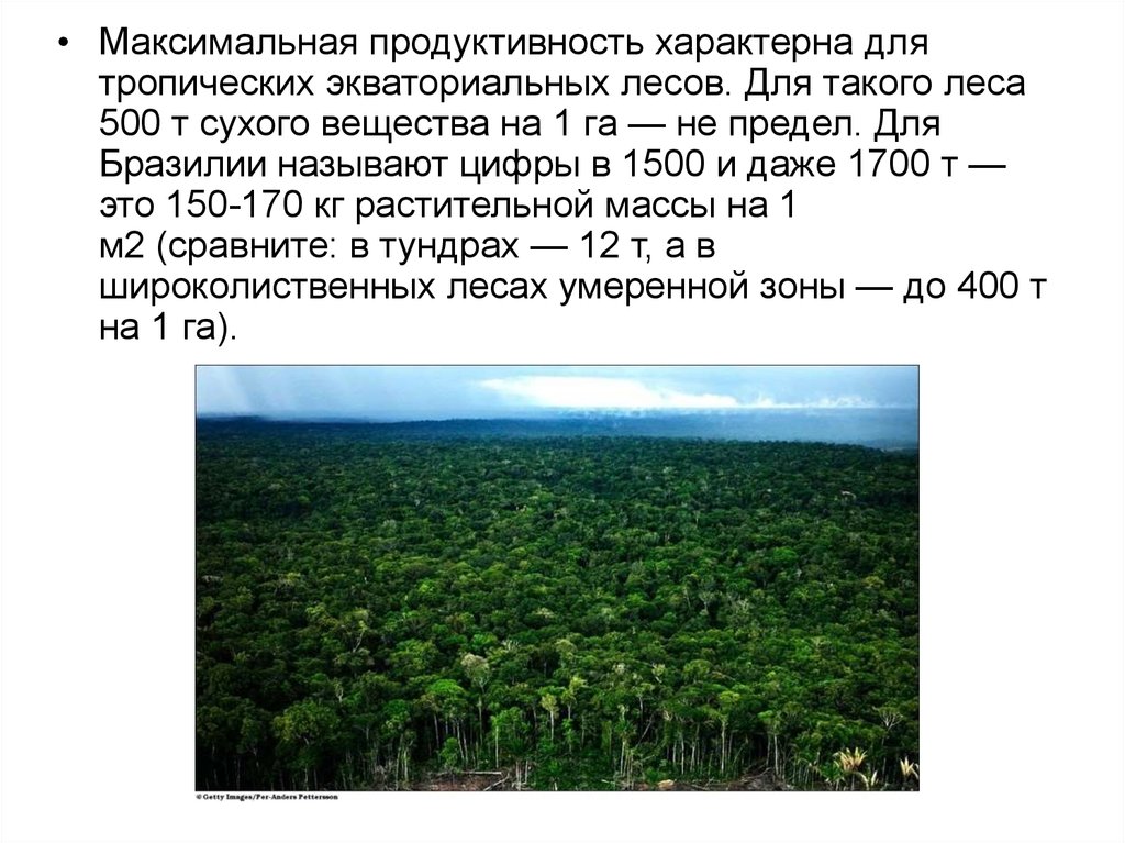 Характеристика тропического леса. Первичная продукция тропических лесов. Продуктивность тропических лесов. Экосистема влажного экваториального леса. Экосистема экваториального тропического леса.