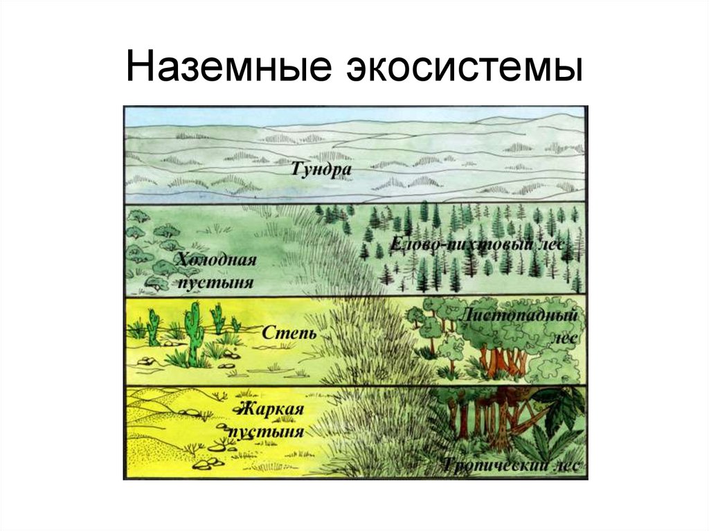 Природные экосистемы кратко. Наземные экосистемы. Виды наземных экосистем. Биогеоценоз наземная экосистема. Схема наземной экосистемы.