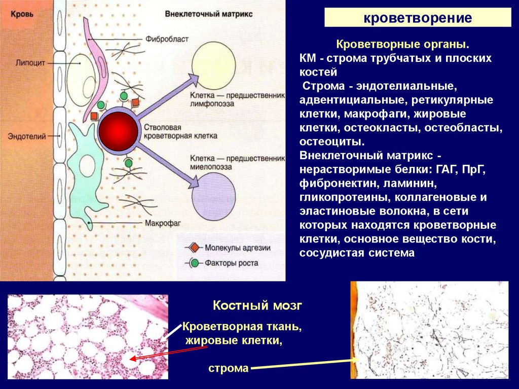 Липоциты. Макрофаги красного костного мозга. Клетки эндотелия. Строение ретикулярной клетки. Ретикулярные клетки гистология.