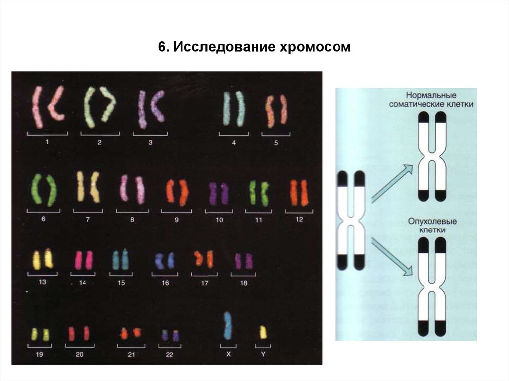 Сколько хромосом в клетках животного