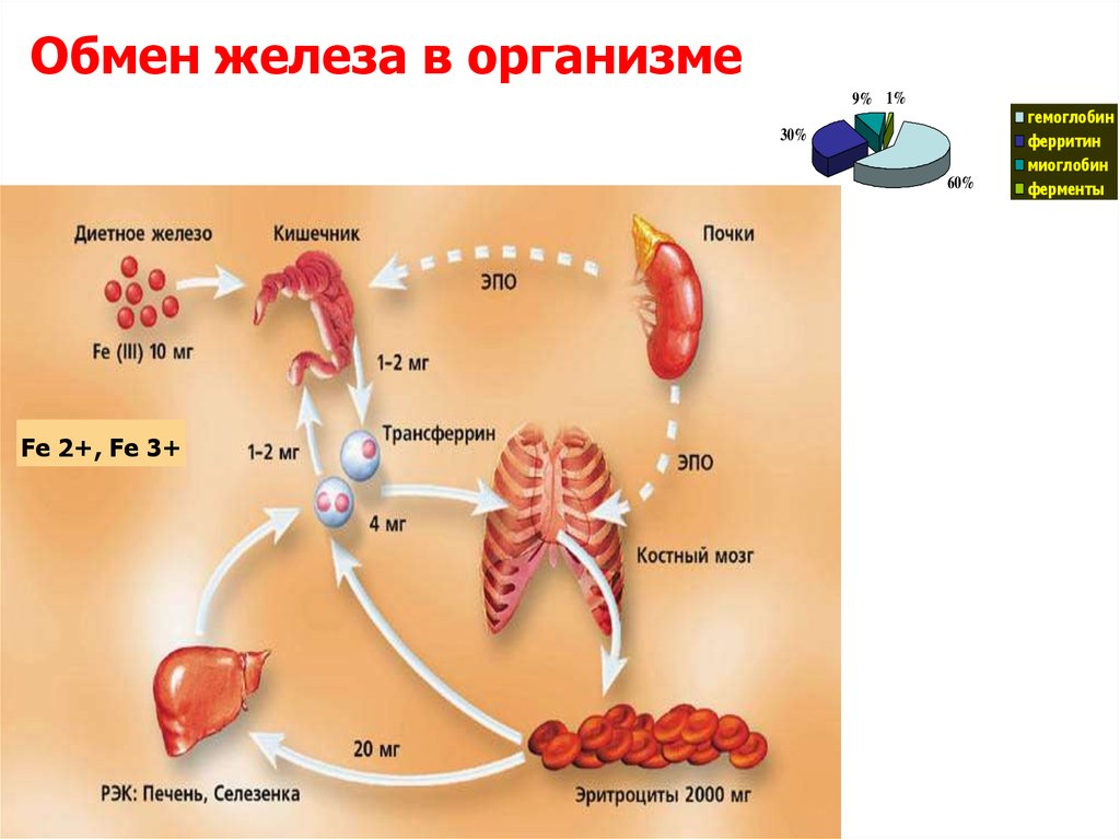 Обмен железа в печени. Обмен железа в организме. Поступление железа в организме. Путь железа в организме. Обмен железа схема.
