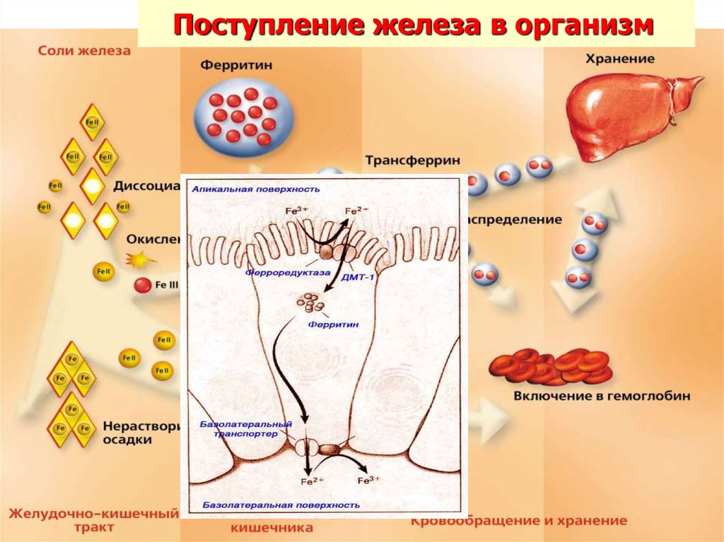 Железа в организме. Поступление железа в организме. Железо поступление в организм. Железо поступает в организм. Поступление железа с пищей.