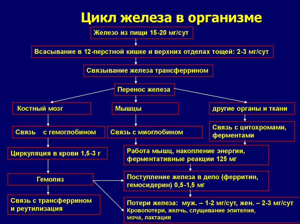 Железа обмена веществ. Обмен железа: основные функции, пул железа в организме. Циркуляция железа в организме. Этапы физиологического всасывания железа. Всасывание железа в организме.