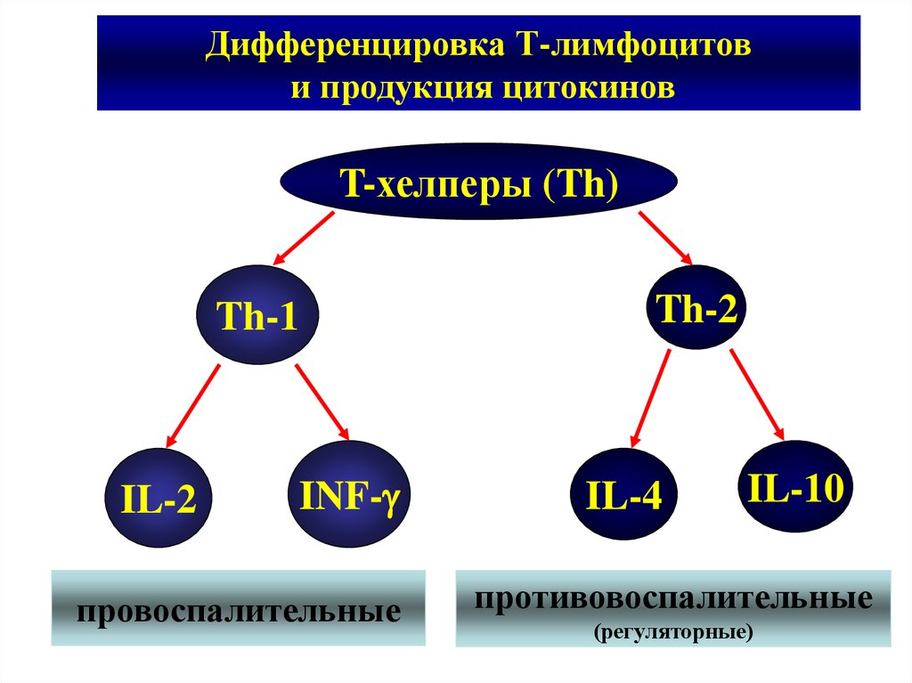 Группы лимфоцитов