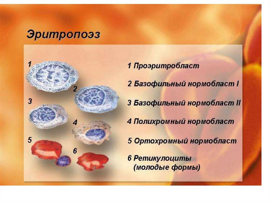 Презентации по гематологии