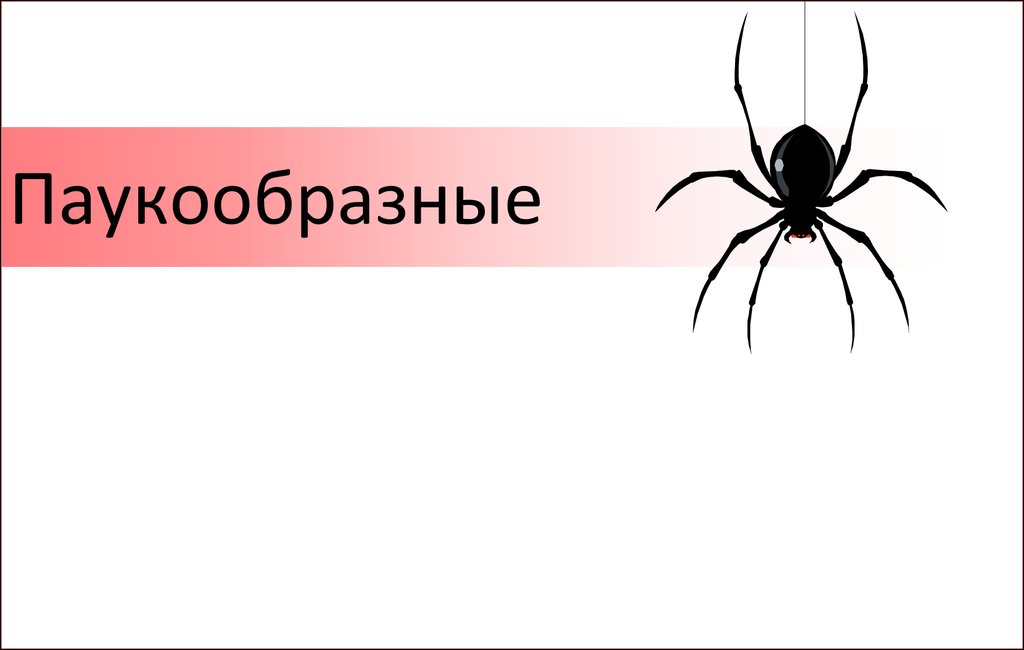 Презентация на тему паукообразные биология 7 класс