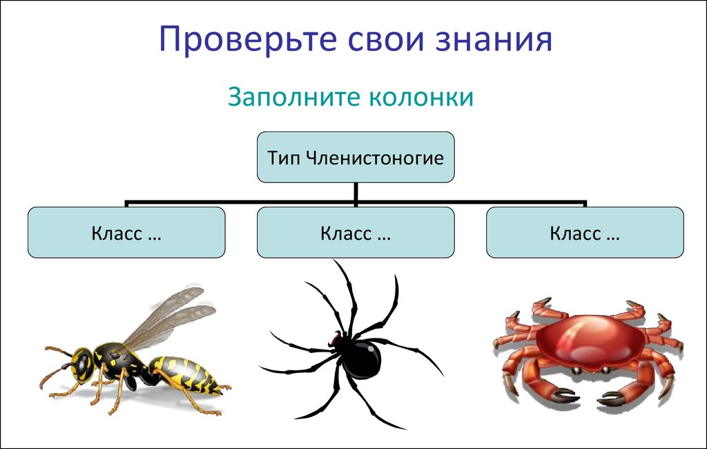 Тест паукообразные 7 класс. Биология Членистоногие паукообразные. Тип Членистоногие класс паукообразные. Класс паукообразные презентация. Тип Членистоногие представители.