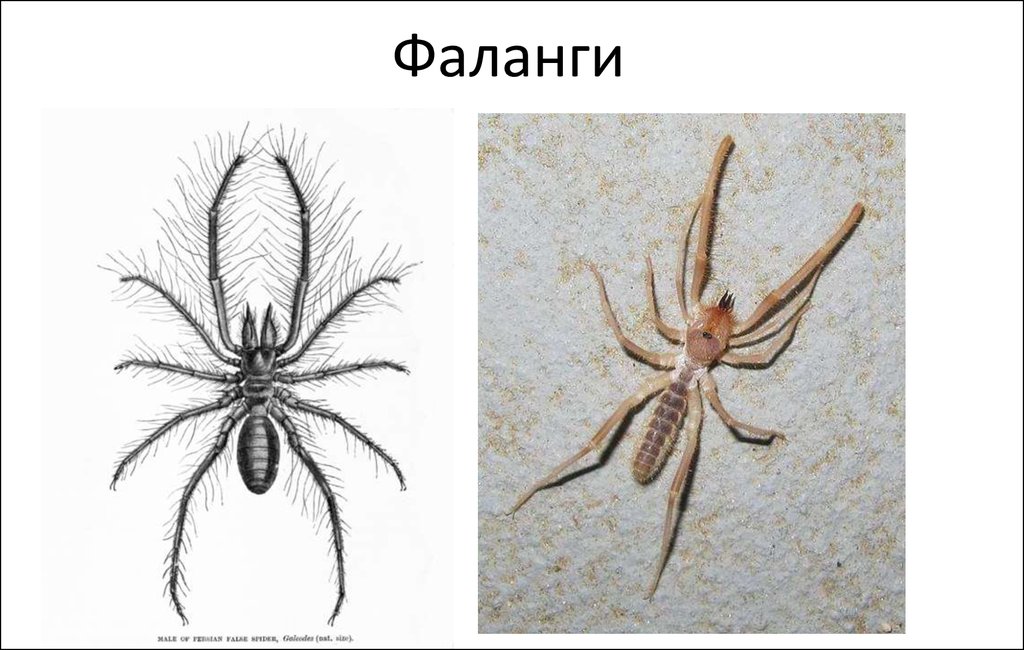 Перечисли паукообразных
