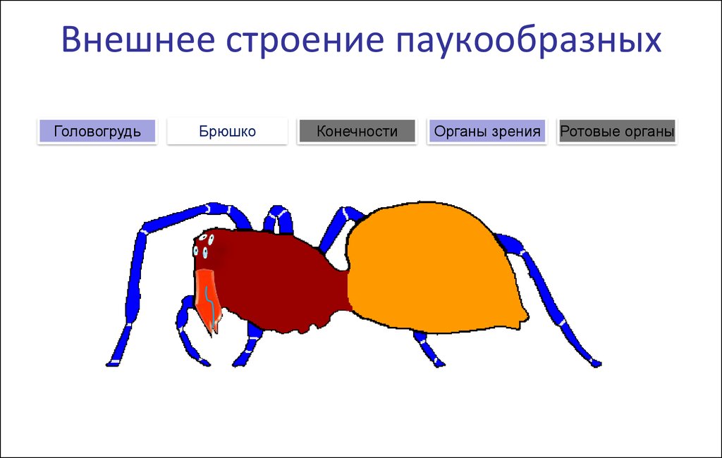 Паукообразные брюшко. Внешнее строение паукообразных. Головогрудь у паукообразных. Внешнее строение паука. Головогрудь и брюшко.