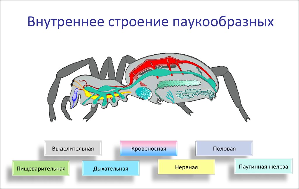 Презентация на тему класс паукообразные 7 класс по биологии