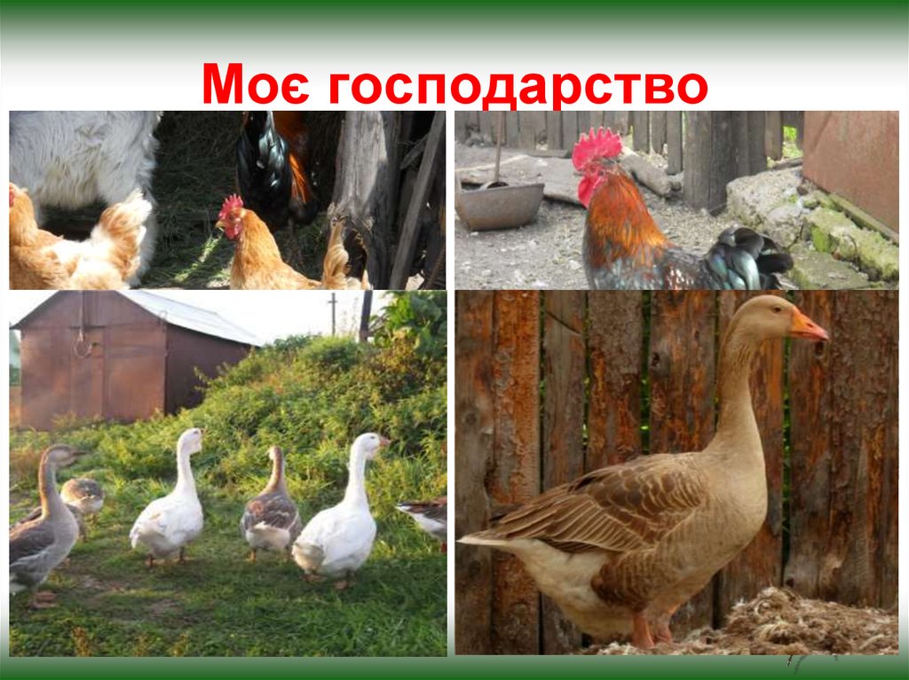 Моє господарство