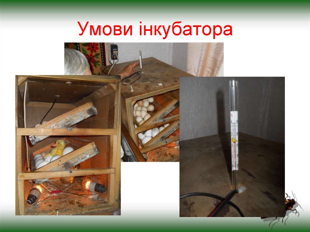 Умови інкубатора