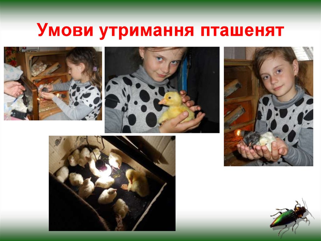 Умови утримання пташенят