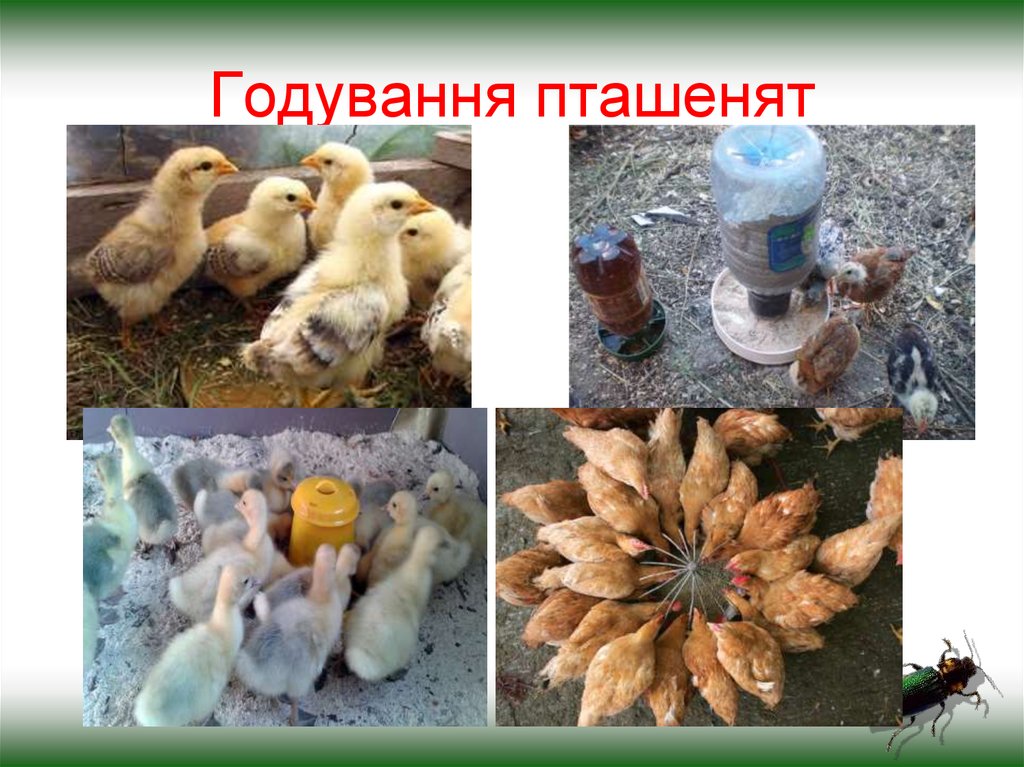 Годування пташенят