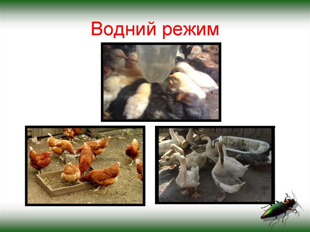 Водний режим