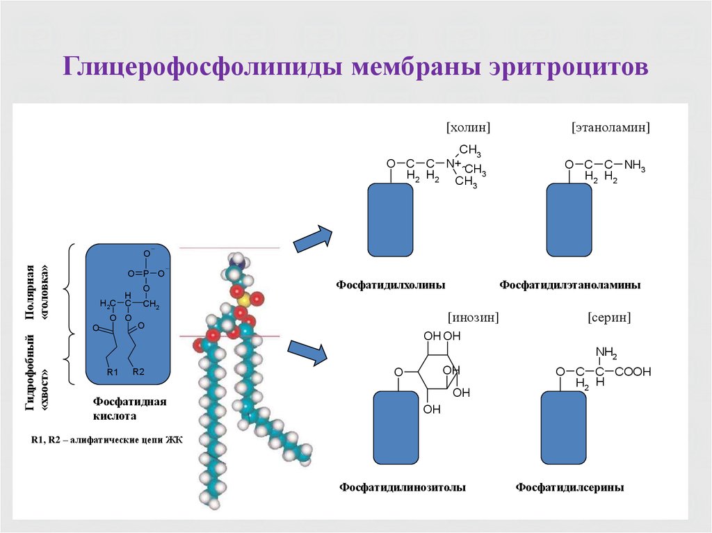 Кислоты мембраны