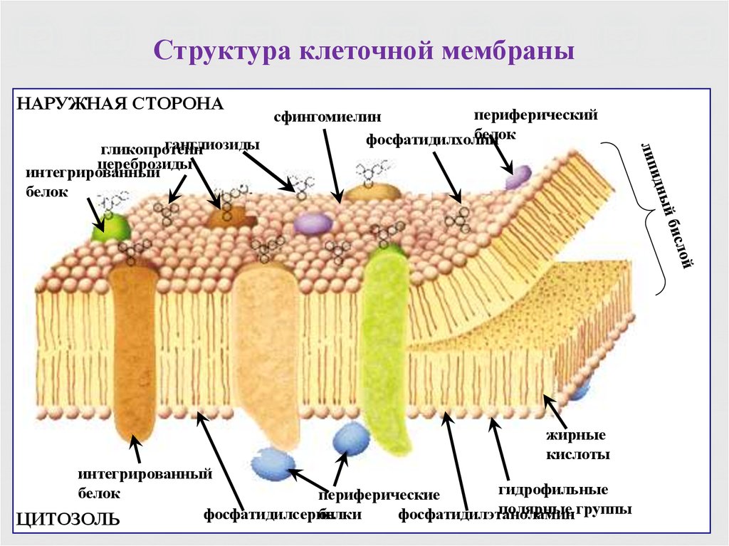 Структурный компонент мембраны клетки. Структурные компоненты мембраны клетки. Структура клетки плазматическая мембрана. Строение наружной клеточной мембраны. Клеточная оболочка мембрана строение.