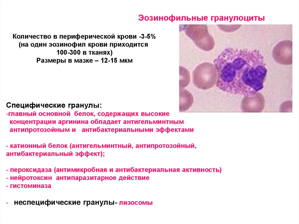 Эозинофилы цвет. Базофильный гранулоцит. Эозинофилы главный основный белок.