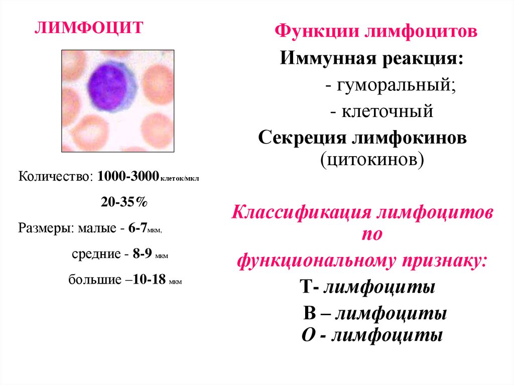 Характеристика в лимфоцитов