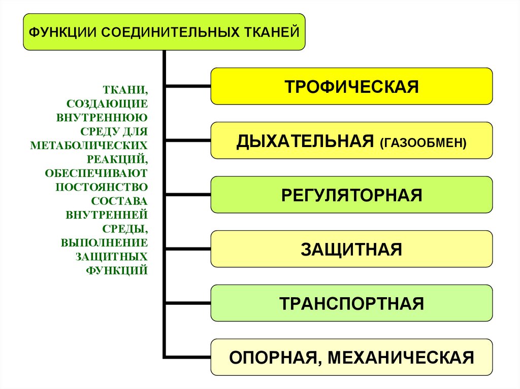 Внутренние ткани. Ткани внутренней среды презентация. Признаки тканей внутренней среды. Функции внутренней среды транспортная. Защитная транспортная опорная какая ткань.