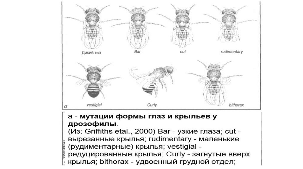 Мутации дрозофилы изогнутые щетинки рисунок