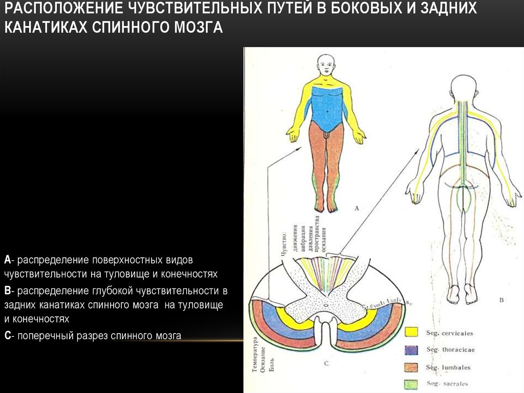 Канатики спинного мозга. Поражение спинного мозга чувствительности. Пути боковых канатиков спинного мозга. Поражение боковых канатиков спинного мозга. Задние и боковые канатики спинного мозга.