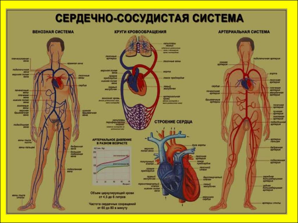 Сердечно сосудистая система функции. Сердечно-сосудистая система человека. Сосудистая система сердца. Кровеносная система человека. Плакат кровеносная система человека.