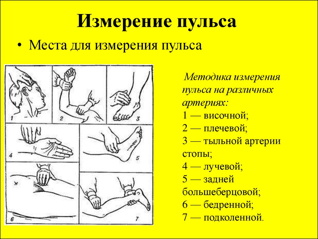 Лучшее для измерения пульса. Места измерения пульса у человека. Перечислите места измерения артериального пульса:. Измерение пульса на височной артерии алгоритм. Правила и методика измерения пульса.