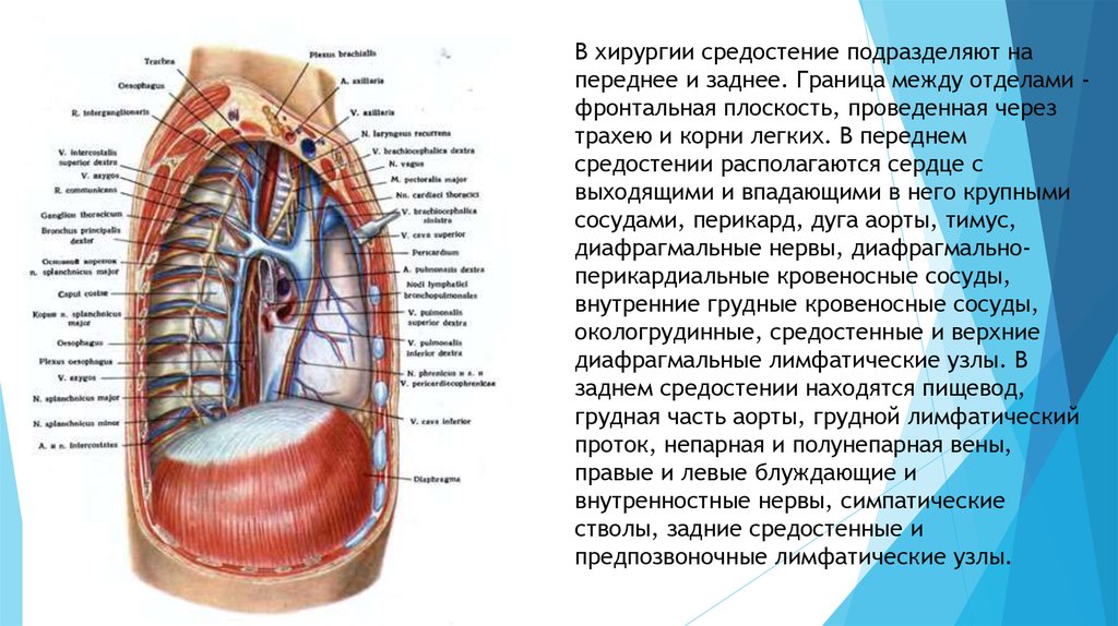 Топографическая анатомия переднего и заднего средостения презентация