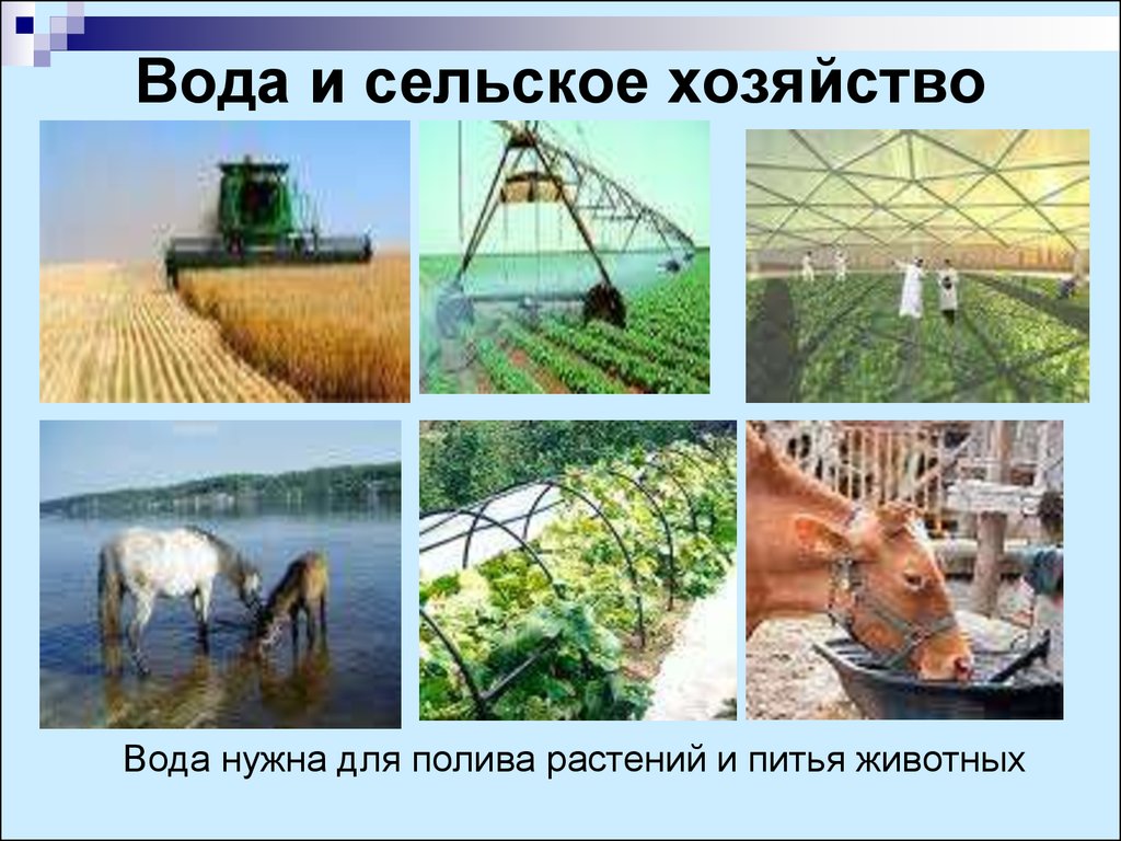 Применение воды примеры. Вода в промышленности и сельском хозяйстве. Использование воды в сельском хозяйстве. Роль воды в сельском хозяйстве. Вода в земледелии.